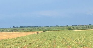 Il PD sannicandrese esprime la propria vicinanza agli agricoltori