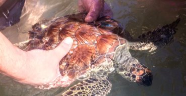 Salvata giovane tartaruga marina a Torre Mileto