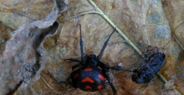 Avvistato un ragno "malmignatta" nel territorio sannicandrese