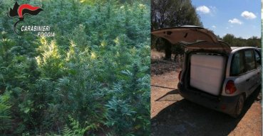 Irrigava campo di marijuana, arrestato