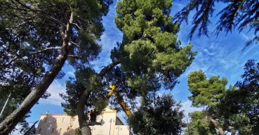 Taglio alberi in corso in piazza IV Novembre