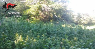 Cannabis sequestrata in località boscosa