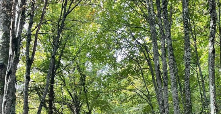 Trekking in Foresta Umbra per il triennio del De Rogatis-Fioritto